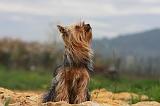 YORKSHIRE TERRIER 617